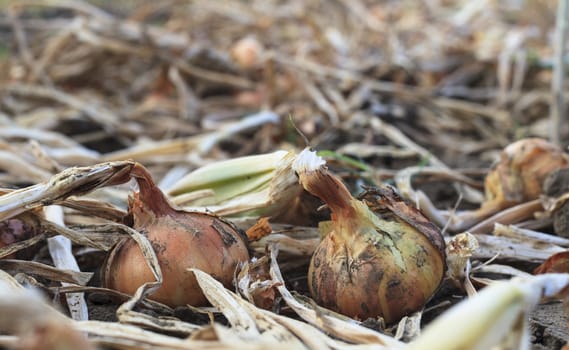 dry onion closeup in an onin field