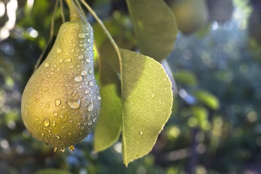 Single wet pear with leaves on a tre