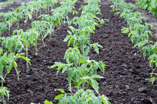 small tomato plants in a raw in the field