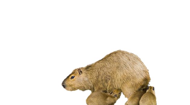 a mother capybara with her baby puppies isolated on a white background