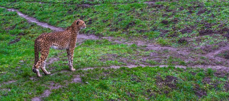 Cheetah standing in a grass pasture, threatened cat specie from Africa