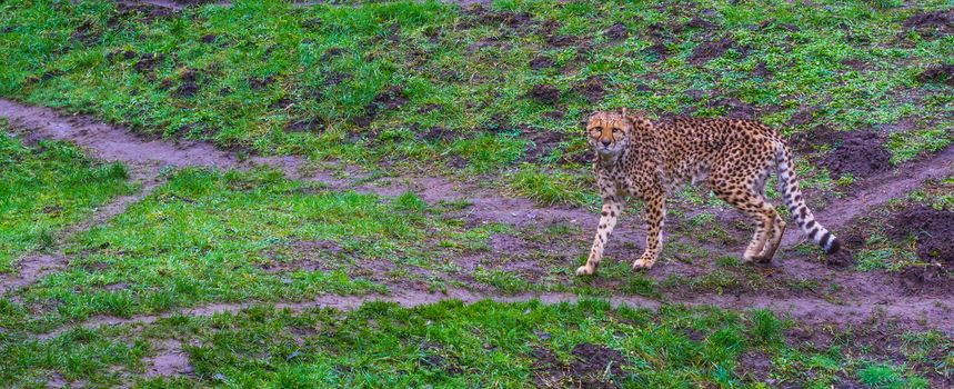 cheetah walking in a pasture and looking towards the camera, threatened cat specie from Africa