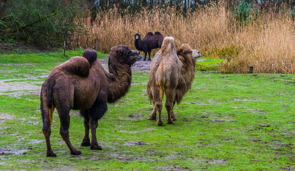 group of bactrian camels together in a pasture, Diverse colors, Domesticated animals from Asia