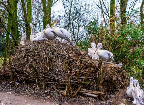 birds nest of a dalmatian pelican family, portrait of big group of birds in their nest, near threatened animals from Europe