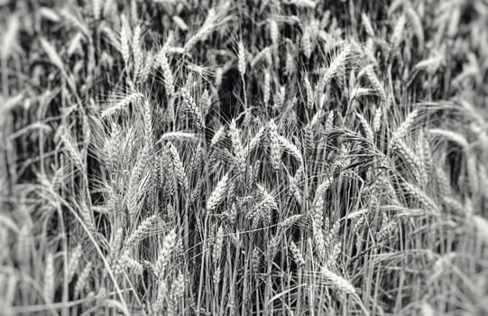 Wheat field, detail of a plantation of cereals