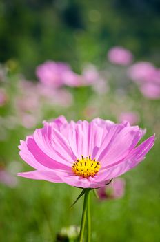 Landscape nature background of beautiful pink and red cosmos flower field