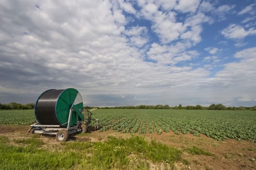 Rolled watering hose on the cabbage field. Irrigation of cabbage fields.