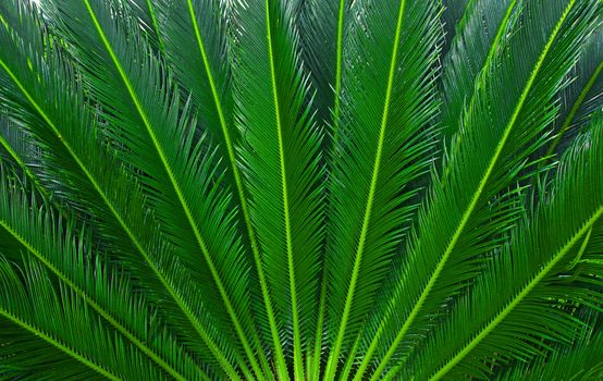 Green fan of palm tree leaves surrounded the top of the tree, summer, Spain