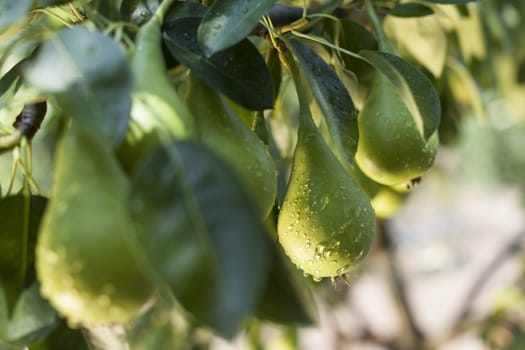 green pears hanging on a branch with lefs focus on a single one in the midle