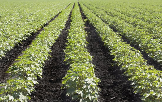 agriculture plantation green rows with brown soil