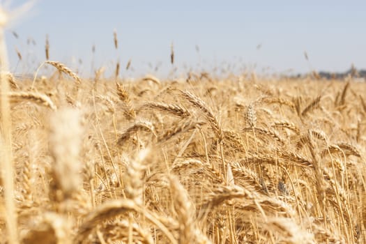 Wheat field with strong yellow colors  