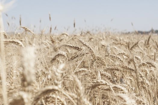 Wheat field with light colors 