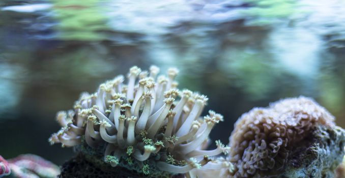 coral closeup vibrant color live underwater scene