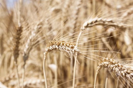 yellow wheat closeup in a feld with blured wheats in the background