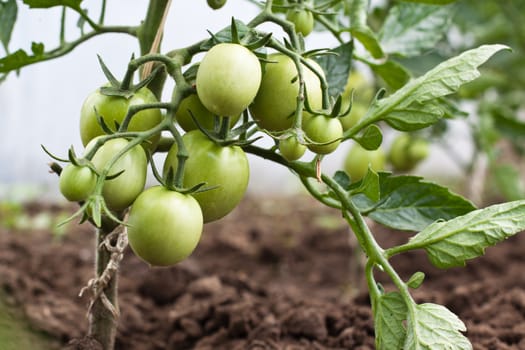 green tomato bunch on  a plant in a tomato culture