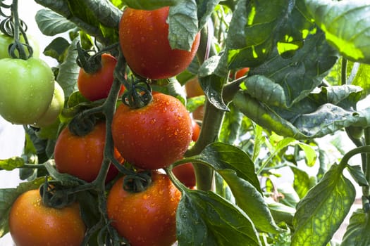 Bunch of red tomato on a plant with rain drops  with green leafe's around