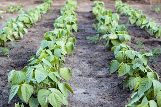 green agriculture plants in a raw with brown soil