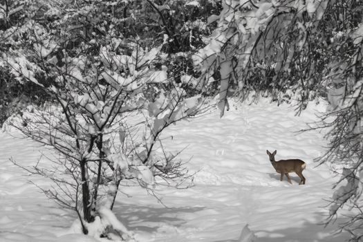 single small deer in a snow covered forest