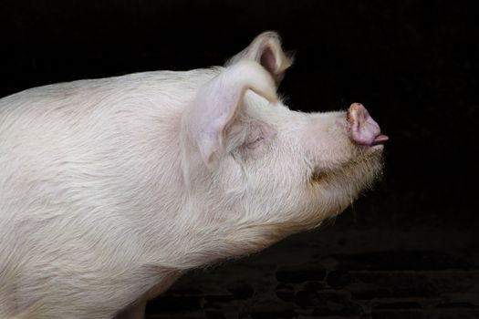 white harry pig sideview on black background