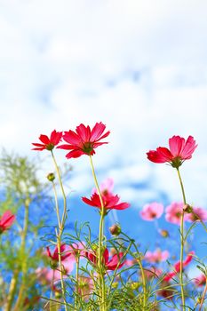 Close up of pink cosmos flowers on natural background.