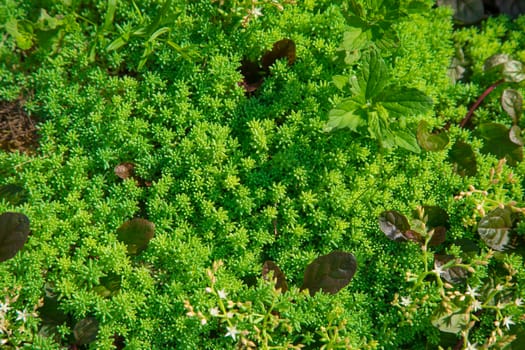 vegetable green background from plants a close up