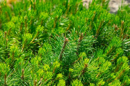 Beautiful undersized coniferous evergreen trees. Green background