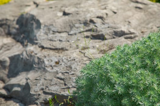 fine green plants around stones. Landscape. Background.