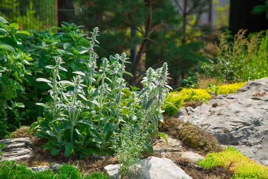 fine green plants around stones. Landscape. Background.