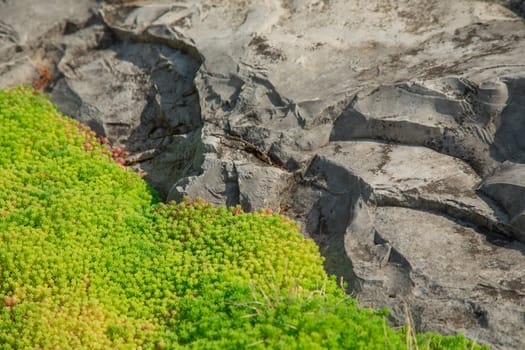 fine green plants around stones. Landscape. Background.