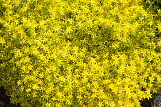 vegetable yellow background from plants a close up