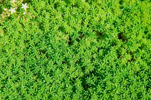 vegetable green background from plants a close up