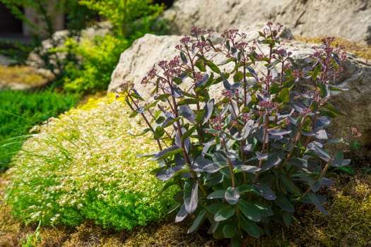 fine green plants around stones. Landscape. Background.