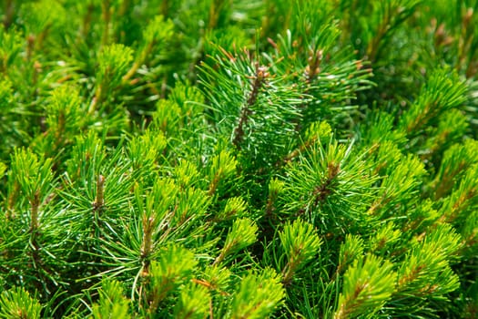 Beautiful undersized coniferous evergreen trees. Green background