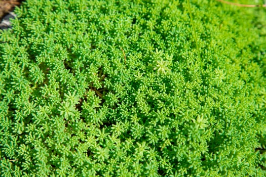 vegetable green background from plants a close up