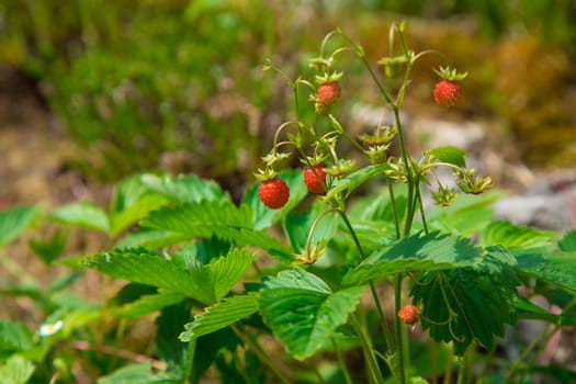 red and ripe wild strawberry on bush