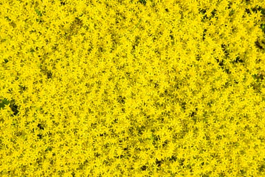 vegetable yellow background from plants a close up