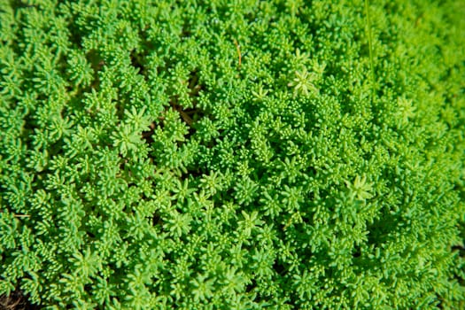 vegetable green background from plants a close up