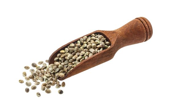 Hemp seeds in scoop isolated on white background with clipping path, heap of cannabis seeds, close up, macro