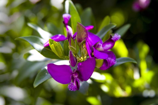 Polygala myrtifolia, myrtle-leaf milkwort, September bush, shrub with oval green leaves and mauve to purple flowers, petals marked with darker veins and brush-like tuft protruding from the keel.