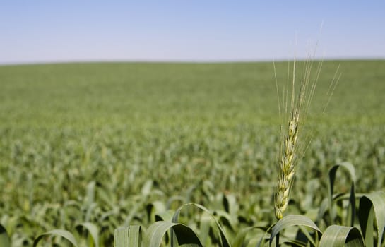 green wheat  field with blue background focus on foreground