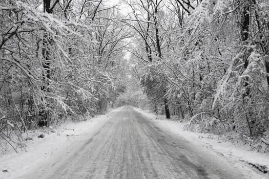 forest road in the winter covered with  snow all white