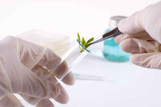 laboratory cloning experiment on plants