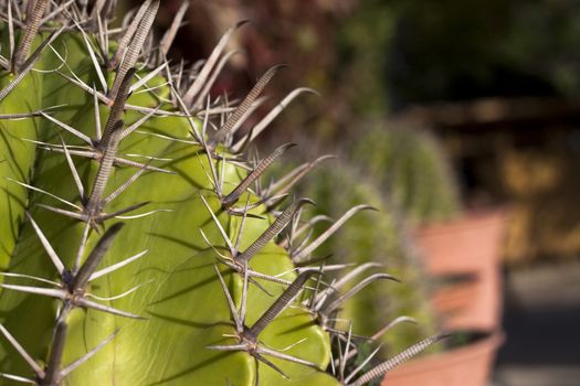 cactus spikes closeup with shadows