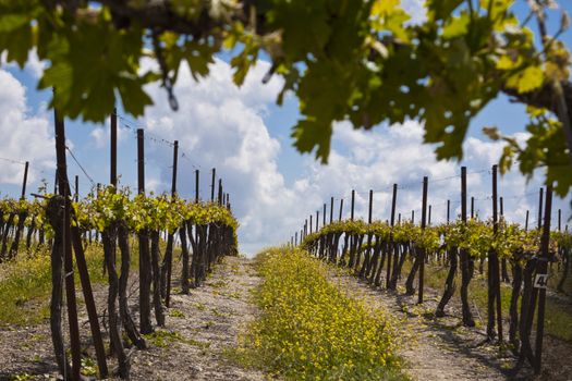 grapes rows and blue sky with white clouds 