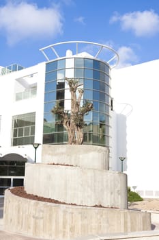 new office building with an olive tree in frond and blue sky