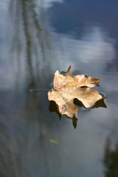single floating brown leaf closeup with sky reflection in the water