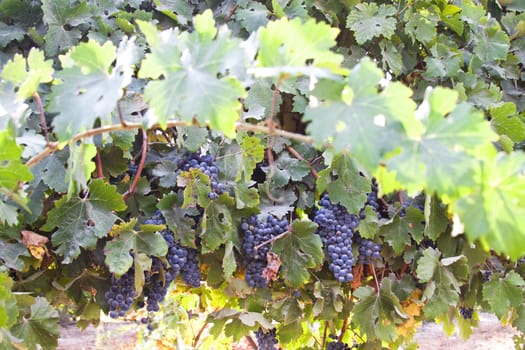 purple grapes in a vineyard with green leaves all arround 