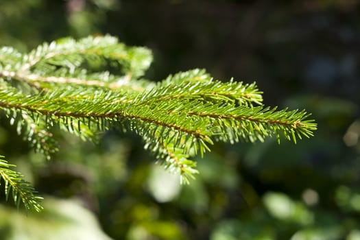 pine green leaf in a sumer morning sunshine 