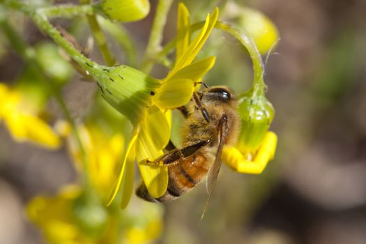a bee on a yellow flower working hard in the spring