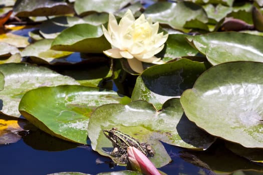 green stipe frog on a water lilly leaf with a flower in the background